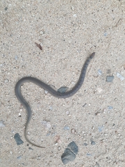 Aparallactus lunulatus