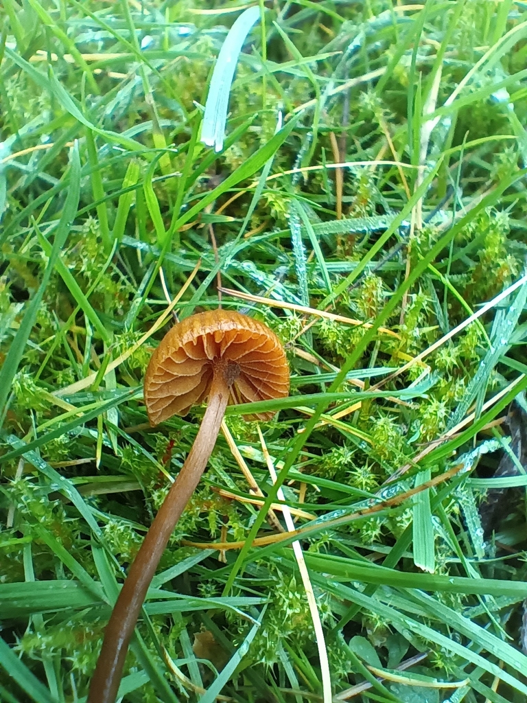 Galerina