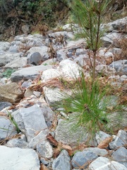 Pinus arizonica