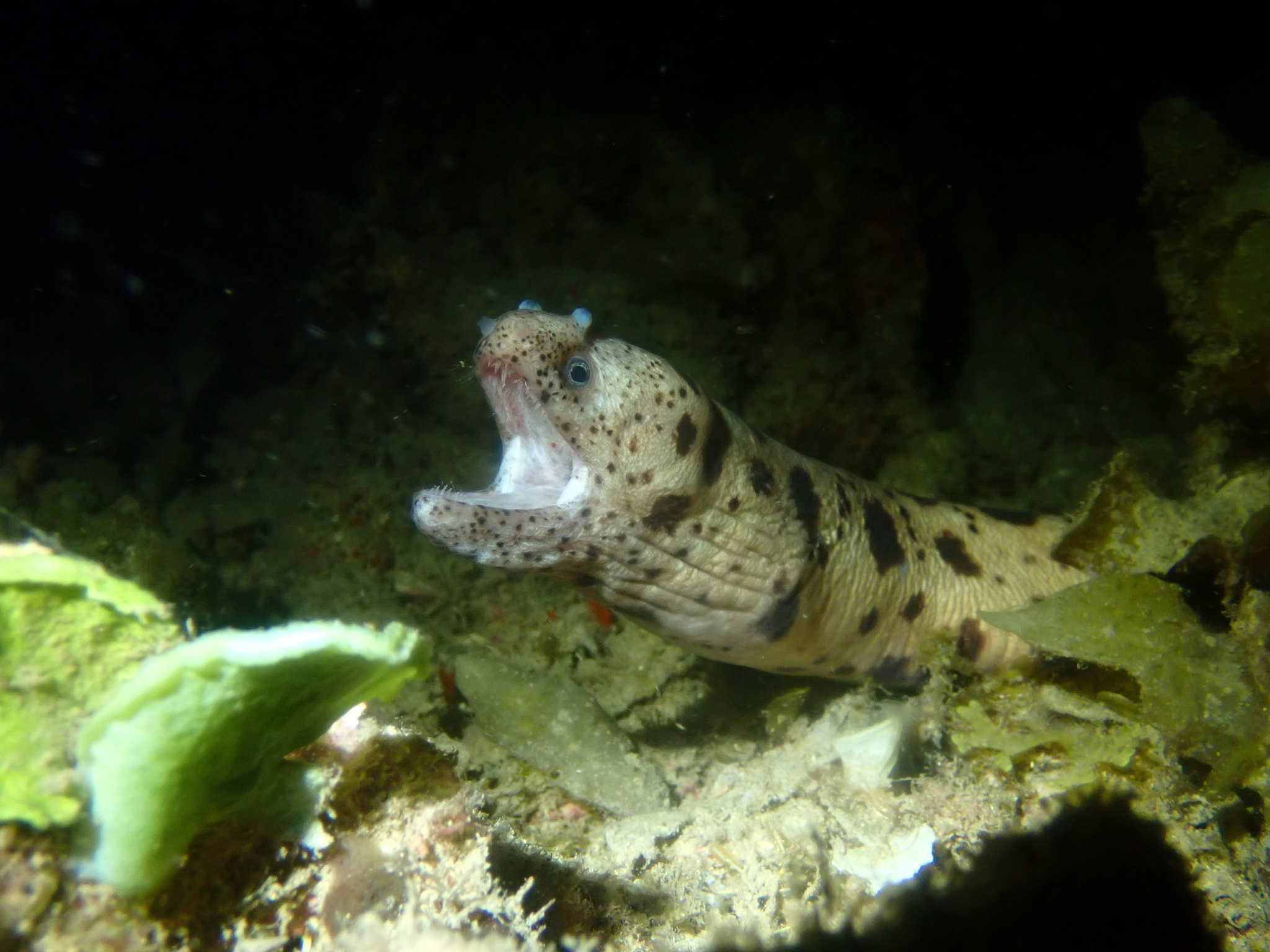 Large-Spotted Snake Moray photo 5