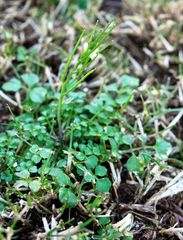 Andrzeiowskia cardamine