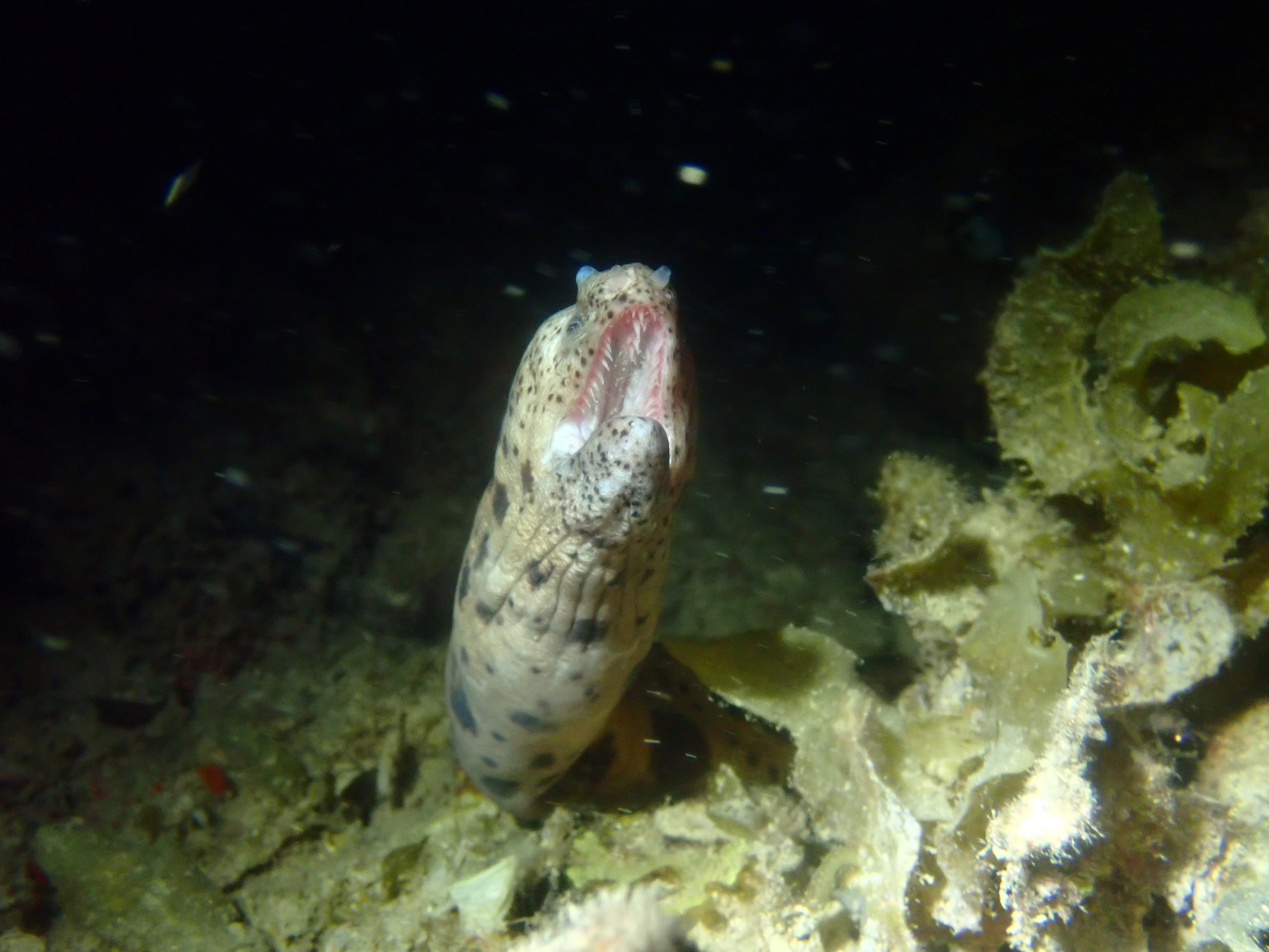 Large-Spotted Snake Moray photo 6