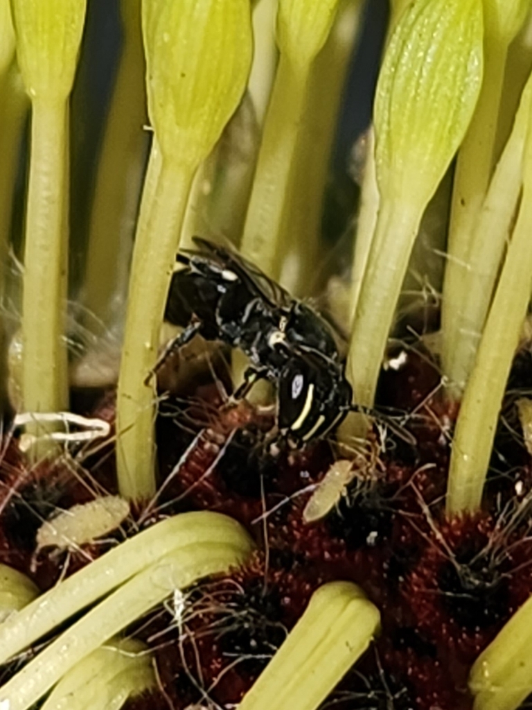 Smaller Masked Bee