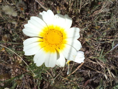 Glebionis coronaria