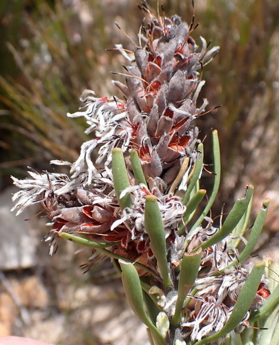 Paranomus dregei, photograph 4