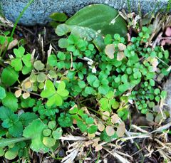 Andrzeiowskia cardamine