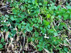 Andrzeiowskia cardamine