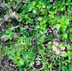 Andrzeiowskia cardamine