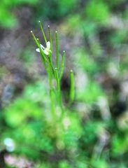 Andrzeiowskia cardamine