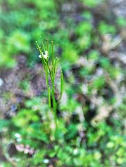 Andrzeiowskia cardamine