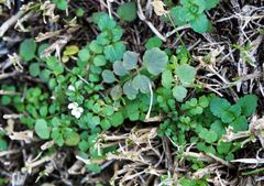 Andrzeiowskia cardamine