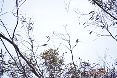 Artamus leucorynchus