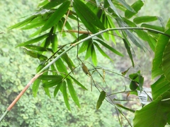 Erpornis zantholeuca