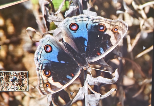 Blue Pansy