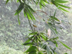 Erpornis zantholeuca