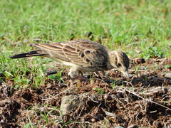 Galerida magnirostris