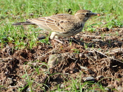 Galerida magnirostris