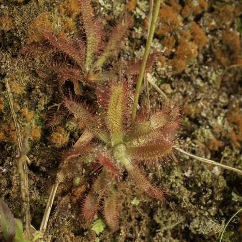 Drosera latifolia (Drosera latifolia)