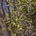 Flindersia maculosa - Photo (c) Kym Nicolson, algunos derechos reservados (CC BY), subido por Kym Nicolson