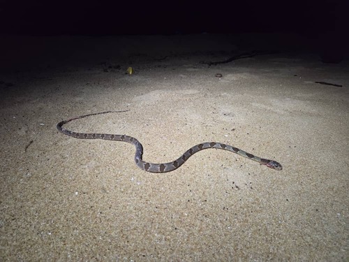 Blandings Tree Snake