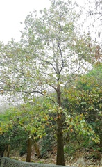 Platanus rzedowskii