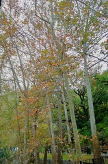 Platanus rzedowskii