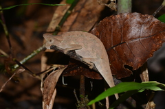 Brookesia superciliaris