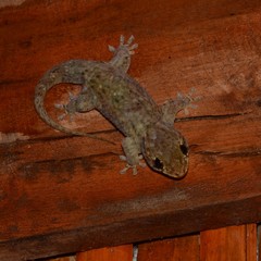 Geckolepis maculata