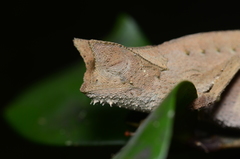 Brookesia superciliaris