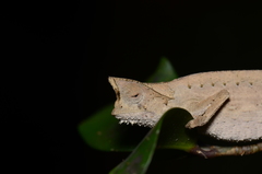 Brookesia superciliaris