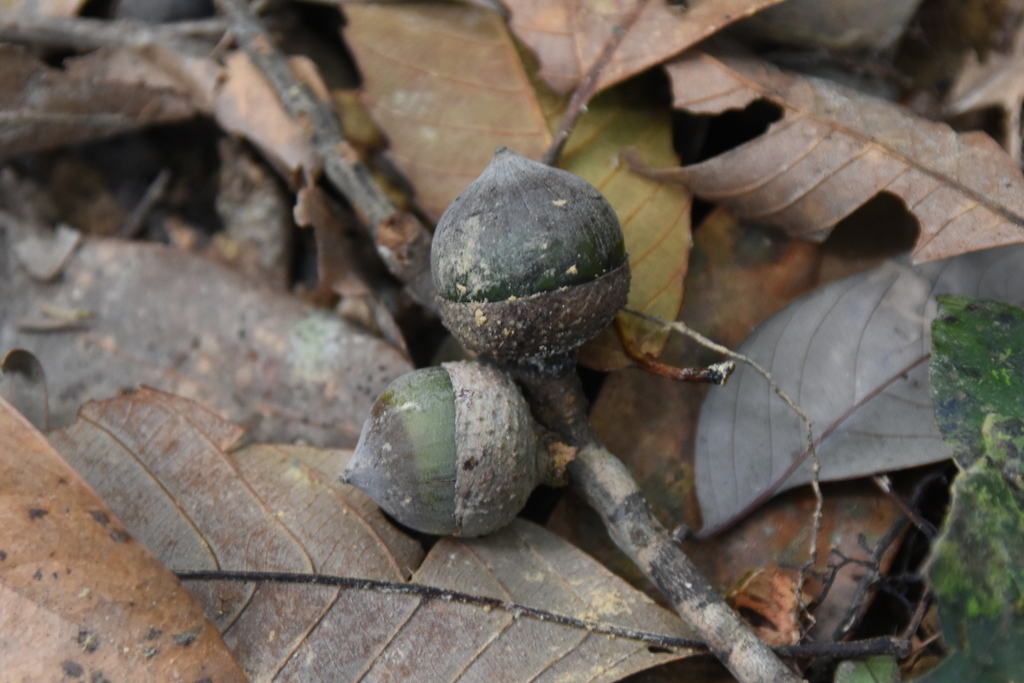 Lithocarpus shinsuiensis