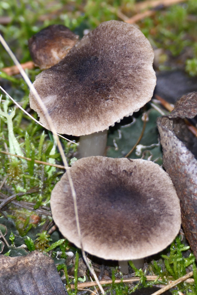 Tricholoma terreum · November 2025 · photo: © fyodorp (iNaturalist, cc-by)