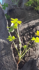 Oxalis pes-caprae