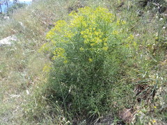 Cachrys libanotis