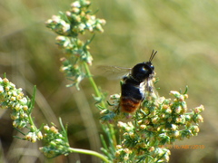Bombus confusus