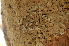 Pannaria allorhiza