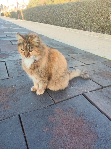 Domestic Cat