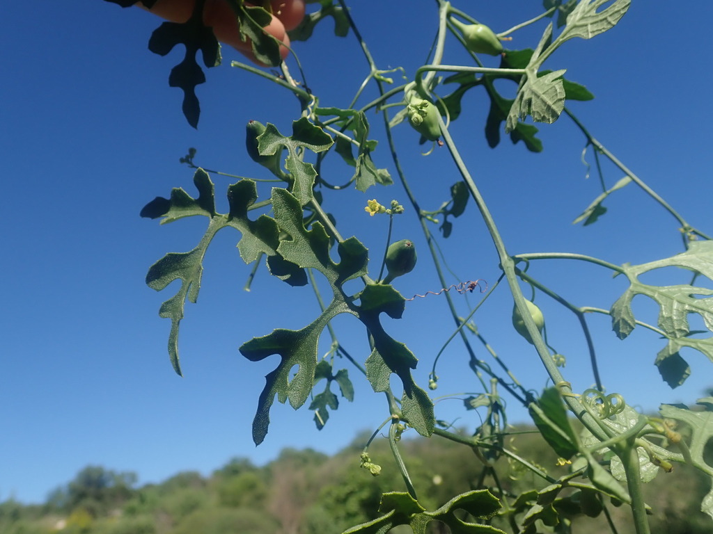 Corallocarpus grevei