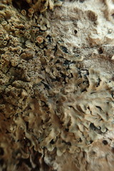Pannaria allorhiza