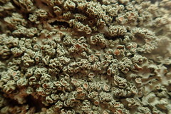 Pannaria allorhiza