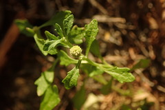 Centipeda minima minima