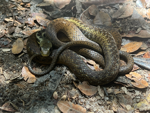Eastern Madagascar Water Snake
