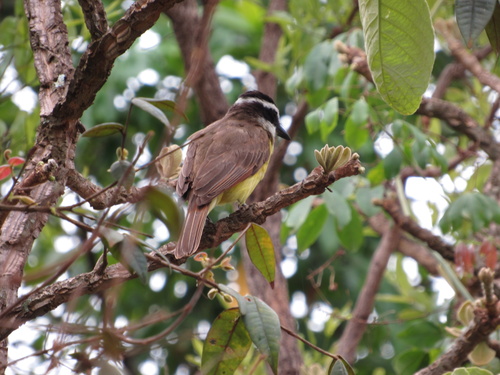Great Kiskadee