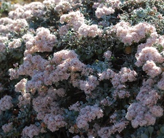 Eriogonum pondii