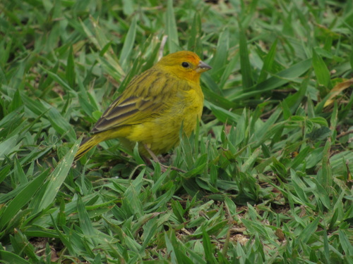 Saffron Finch