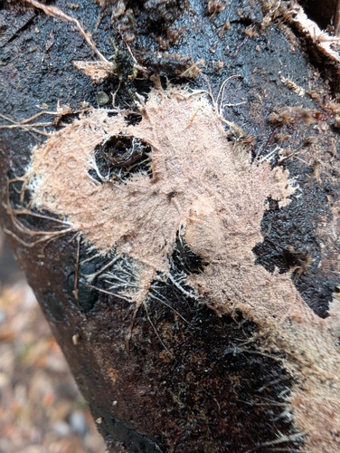 Etheirodon fimbriatum