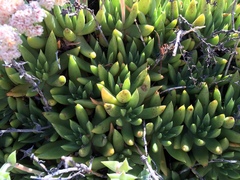Dudleya albiflora