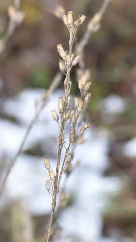 Tatarian Catchfly (Silene tatarica)