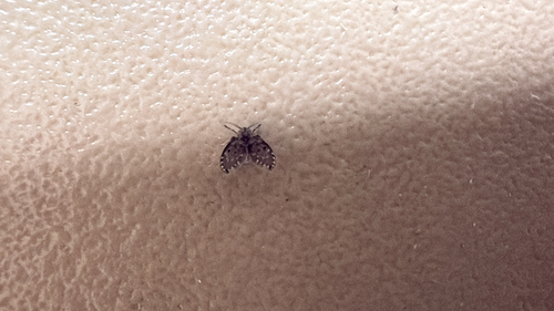 Unknown species found near Radio Rd, Naples, FL, US