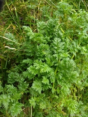 Torilis nodosa